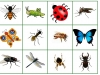 bingo-hmyz-tereza