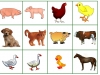 bingo-domace-zvierata-2-beata-moravcikova