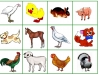 bingo-domace-zvierata-4-tereza